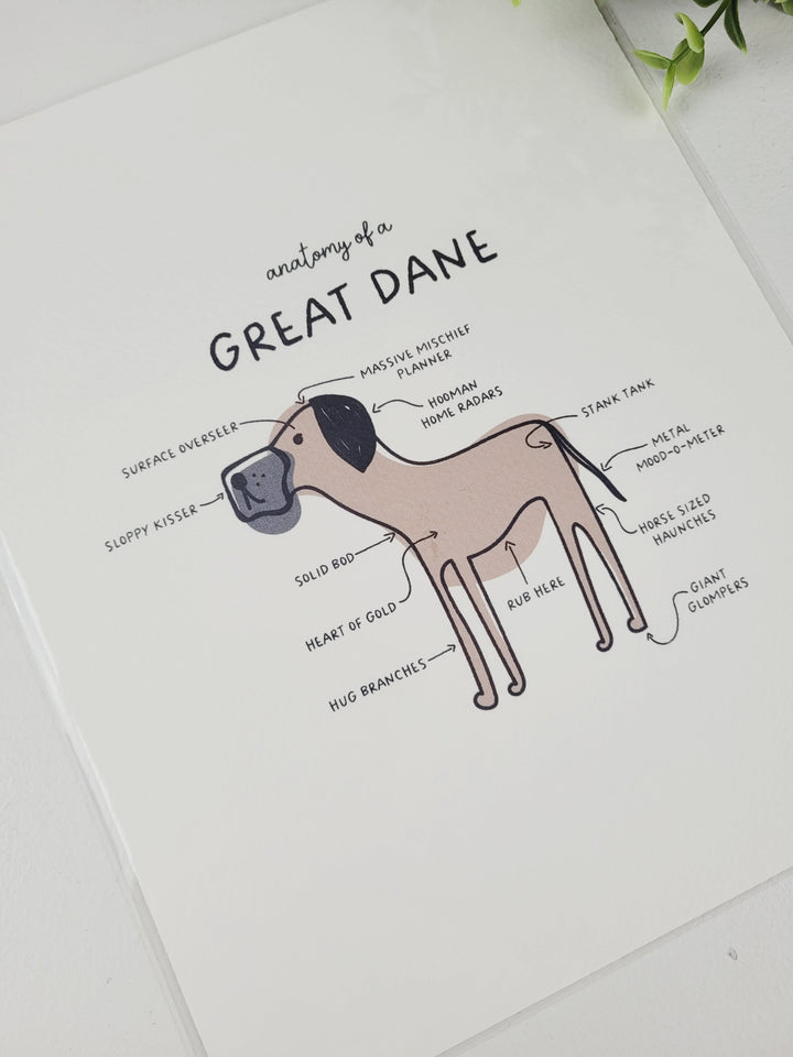 Pamplemoose Design, Dog Anatomy Prints