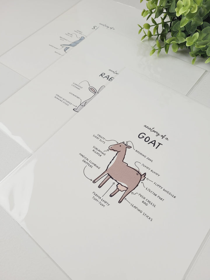 Pamplemoose Design, Animal Anatomy Prints